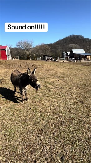 Daisy officially gets to meet her new BFF donkey Milo in HER OWN pasture! They have met through the fence and she has tried@to talk to him across the way when he was in quarantine- but when she saw he was in HER SPACE- it was pure joy! . . . . . #piccolofarms #nashville #animalsanctuary #adoptdontshop #rescue #thisisrescue #donkey #minidonkey #firstmeeting #loveatfirstsight #bestfriends #firsthand #soun
