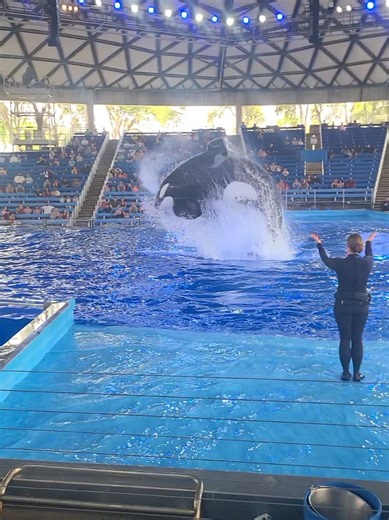 Kyuquot's Stunning Front Flip at SeaWorld San Antonio Orca Encounter