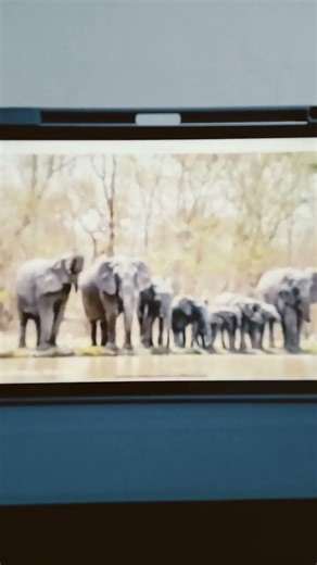 Elephant Roars and Groans Sound Effects