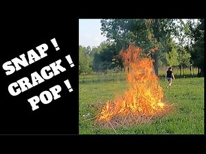 Better than Fireworks; Bamboo Burning, Cracking, Popping