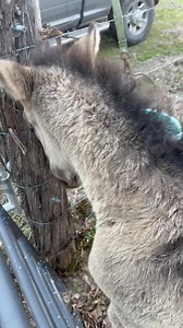 1.5K views · 145 reactions | His dun factor is to die for. I can’t wait to see him all shed off in the spring! He’s going to be one to contend with! #rockinkquarterhorses #baby #grulla #love #snickers #babyboy #viral #cute #sweet | Rockin K Quarter Horses | Facebook