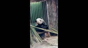 Playful Moments of Adorable Panda Meng’ Er Breaking Bamboo in China