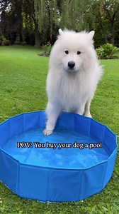 Dog in Mud to Cool Down: Samoyed Pool Bath Tips