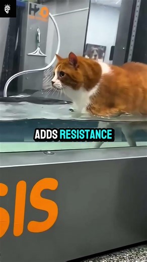A unique way to help a cat lose weight.