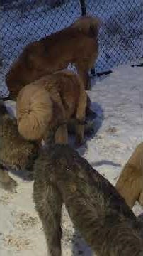 Tibetan Mastiffs, Pyrerean Mastiffs, Mountain Bears, Akita, Irish Wolfhounds & Spanish Mastiff