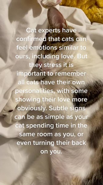 How Cats Show Love: Understanding Cat Behavior