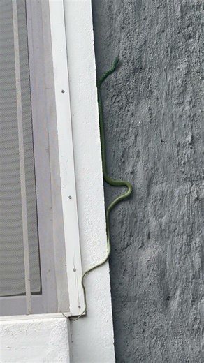 Spotty the Bush Snake busy climbing