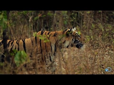 Tigers Take Down a Bear