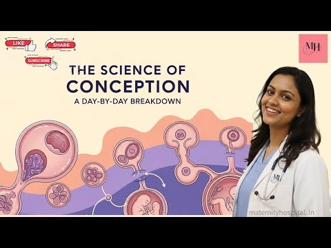 Conceive and Conception: A Day-by-Day Breakdown