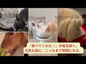 ドライフード食べないわんちゃんに！わんこの給食でフードローテーション