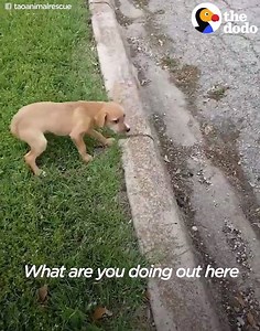 14K views · 592 reactions | Woman Saves Dogs No One Wanted Every Single Day This woman goes to a "dumping ground" to find abandoned dogs every day — and these are the dogs she's saved. | Animals Beauty | Facebook