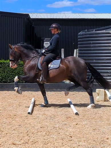 Alfredo II | Andalusian stallion | 148cm Mira taking Alfie over some uneven trot poles to add in some cross training to keep his mind and body happy and strong. #andalusian #dressage #equestrian #stallion