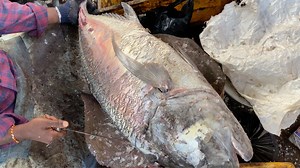30kg big trevally fish cutting🔪kf fish cuts | KF FISH CUTS