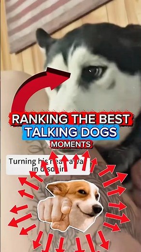 RANKING THE TOP 5 BEST TALKING DOGS MOMENTS #dog #talking #shorts