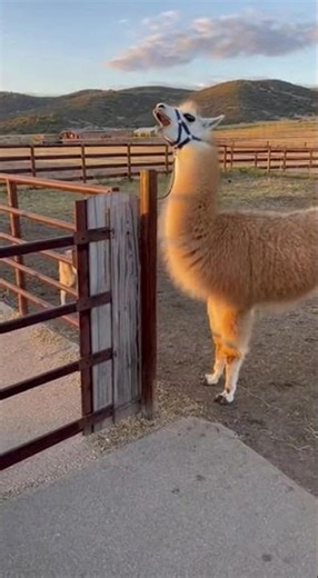 Llama Blocks a Coyote at the Gate 😳 #FarmLife #Wildlife
