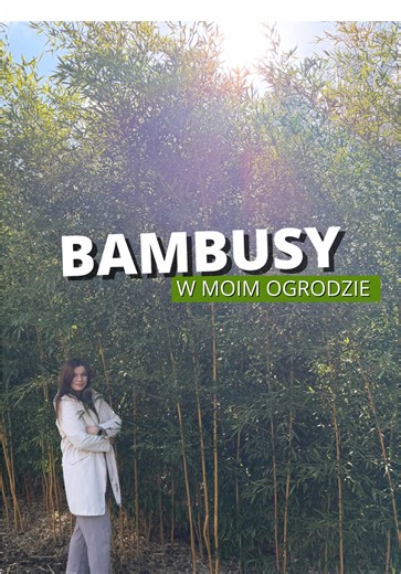 To najczęściej zadawane zimą pytanie: Kasia, co to za roślina?! To mój bambus drzewiasty Phyllostachys aureosulcata ‘Aureocaulis’. Przez lata myślałam, że one w Polsce nie urosną, ale po zrobieniu researchu wiedziałam, że muszę go mieć! 🎋 Chciałam ten klasyczny wygląd i charakterystyczne żółte tyczki. Są odmiany zielone jak Phyllostachys bissetii czy czarne jak Phyllostachys nigra, ale ta jest najpiękniejsza w mojej opinii, mrozoodporna i praktycznie nie choruje. To taki ogrodowy „średniak”, do