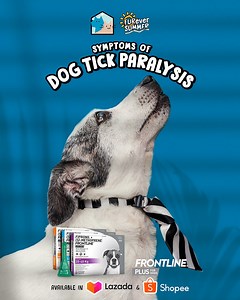 48 reactions · 4 comments | The ticks are in full force during this season! Tick bites can cause Dog Tick Paralysis, with the ascending paralysis starting in the hind legs as the first symptom! Other symptoms that dogs might show are listed below. ⬇️ PAWtect your furry pals from ticks #WithFrontline Plus for Dogs! Get it on Lazada and Shopee!  LAZADA: https://s.lazada.com.ph/l.ZeXo SHOPEE: https://shope.ee/7KOfUvPOca #FUReverSummer | Frontline Pet Care PH | Facebook