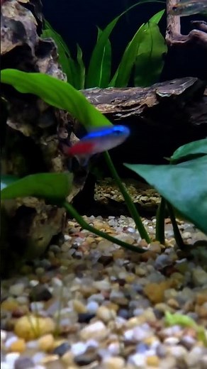 Neon Tetra : Best Tank Mates, Diet, and Water Params #paracheirodonInnesi #aquariumfish #fishtank