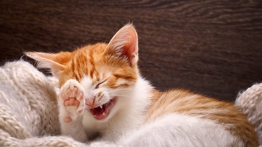 130 Funny Cat Puns That Are Just Purr-fect