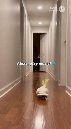 This Bird Just Took Over My Alexa 🤯🦜 #funnybirds #smarthome #shorts