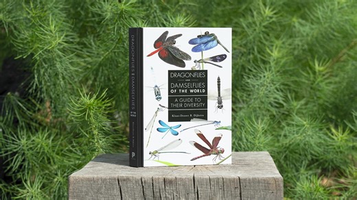 Dragonflies and Damselflies of the World by Klaas-Douwe B. Dijkstra is a richly illustrated guide to the incredible diversity of dragonflies and damselflies around the world. Out now! Explore a free sample of this stunning book: https://hubs.ly/Q03DchvY0 Airily dancing over rivers and ponds, the thousands of colorful dragonfly and damselfly species that cohabit our planet may seem of little importance. Few life-forms, however, convey the condition of the most limiting resource on land and life’s