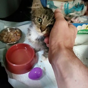 349K views · 10K reactions | This cutie just decided that I'm not mean and scary anymore and is totally loving head rubs and attention! I love it when they realize all is good ❤ #kittenrescue #fosteringsaveslives | Cat Man Chris | Facebook