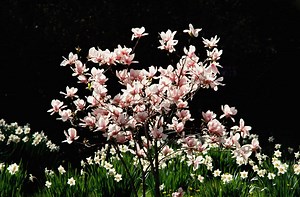 What Is the Name of a Magnolia Tree With Red Berries?