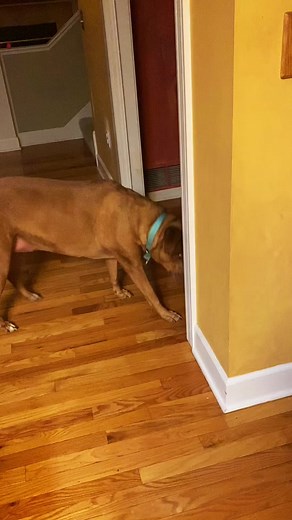 Brown Dog with Blue Collar: Indoor Adventure