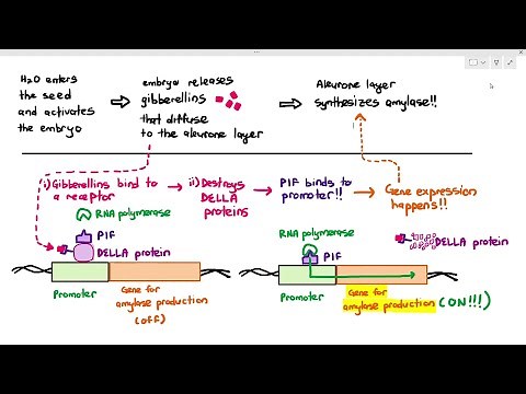 16-20 Gene Expression in Eukaryotes: Transcription Factors (Cambridge AS A Level Biology, 9700)
