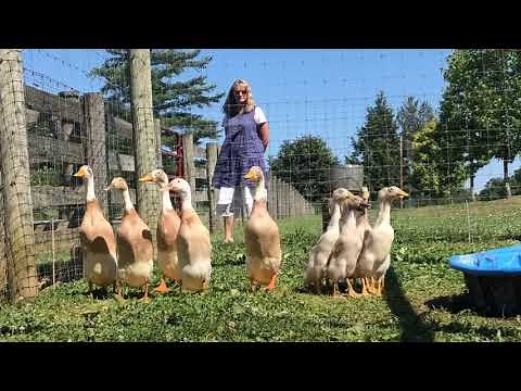 Indian Runner Ducks