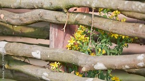 Hypericum perforatum, known as Santa John's wort, is flowering plant in family Hypericaceae and type species of genus Hypericum. Stock Video