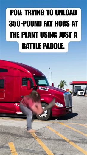 POV: Trying to unload 350-pound fat hogs at the plant using just a rattle paddle.#trucking #truckin