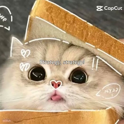 please like subscribe #cat