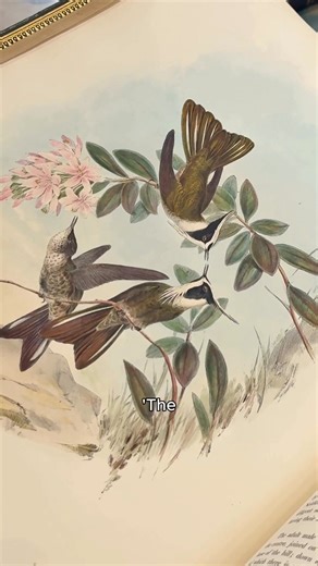 A masterpiece of Victorian bookmaking, John Gould’s 'Monograph of the Trochilidae, or Family of Humming Birds' (1861) is one of the most sought-after natural history works in existence.⁠ ⁠ With over 418 hand-coloured lithographs, many heightened with gold leaf and iridescent mineral paints, capturing the brilliance of hummingbirds, this spectacular first-edition set, complete with the rare supplement, comes from the library of the Dukes of Manchester at Kimbolton Castle.⁠ ⁠ #ShaperoRareBooks #Sh