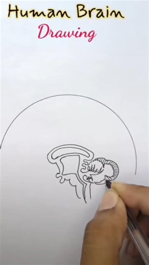 how to draw human brain easily step by step Human brain diagram #diagram#viral #boardexam #class10