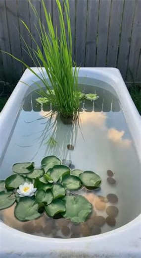DIY Mini Water Garden 🌿 | Create a Beautiful Backyard Pond in 15 Seconds