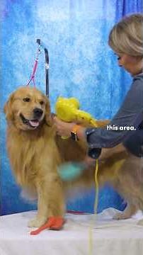 Drying The Furnishings: Golden Retriever Edition #dogshow #doggroomingtips #goldenretriever