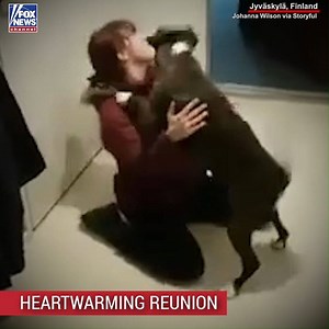 A two-year-old boxer, named Millie, couldn’t contain herself when her owner returned home after spending two months away to take care of her father during his cancer treatments. | Fox News