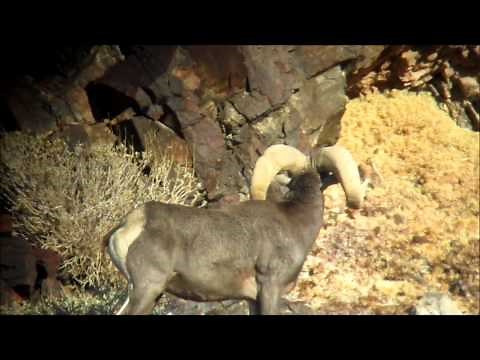 How to Field Judge and Score Desert Bighorn Sheep 4