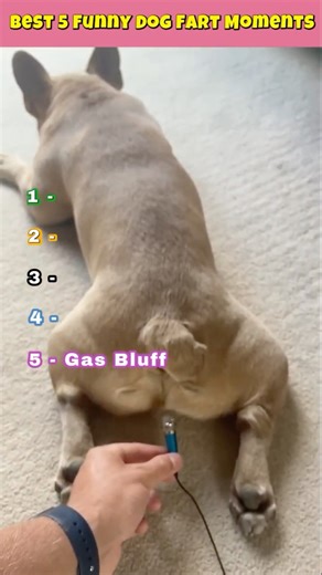 Top 5 Dog Farm Moments That Will Melt Your Heart 🐾😂