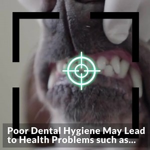 64 reactions · 18 shares | Most owners simply don't know their dog’s dental health could have a huge impact on their life expectancy. Dental disease is one of the leading causes of future health problems in dogs, like heart and organ failure... Take action today and help protect your dog’s dental health for the longterm. Click the link to save 25% | Mighty Munch | Facebook