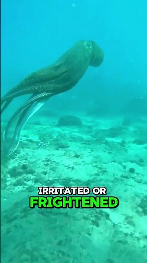 Squid Ink: The Ultimate Defense Mechanism#deepsea #octopus