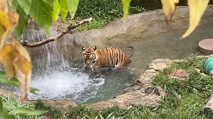 Izzy playing in the pool. Unlike most cats, tigers enjoy the water. | Cincinnati Zoo & Botanical Garden