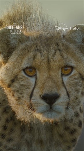 Cheetah cubs spend months learning from their mothers, but that doesn't mean the first time is always the charm when it comes to hunting zebras. #CheetahsUpClose with Bertie Gregory is now streaming on Disney and Hulu. | National Geographic Animals