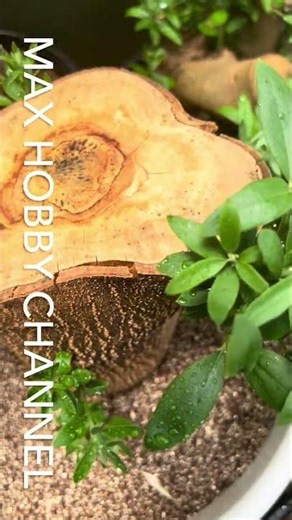 オリーブの超太木挿し 挿木より45日後 あと1ヶ月ほど様子をみます 太木挿し経過 #olive