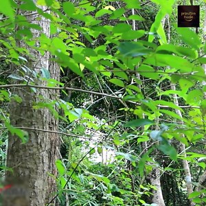 Primitive Technology - Cooking big fish on a rock for dinner | Primitive Foodie