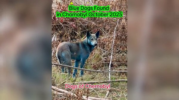 Mystery as abandoned dogs in Chernobyl turn blue, baffling caretakers