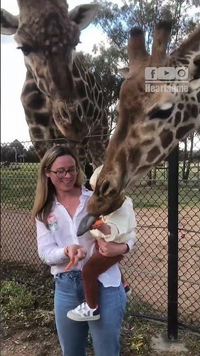 Toddler Feeds Giraffes on Family Safari at Dubbo Zoo 🦒|| Heartsome 💖