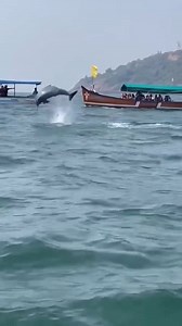 🌊🐬 Dolphin Sighting in Goa – A Magical Experience You Can’t Miss! 🐬🌴 If you’re planning a trip to Goa this season, make sure you add a Dolphin Sighting Boat Trip to your bucket list! 🚤✨ Watching these playful and friendly dolphins jump and swim freely in the Arabian Sea is truly one of the most heartwarming experiences in Goa. From the early morning calm waters to the golden sunshine reflecting on the waves — this boat trip gives you the perfect blend of adventure, nature, and serenity. 🌅�