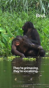 Humans aren't the only animals who have intercourse for reasons other than procreation... Scientists say that other animals, such as dolphins and chimpanzees, have been known to derive pleasure from sexual interactions. Here are some things you might not know about sexuality in nature. #Animals #Intercourse #Science #Procreation | Brut